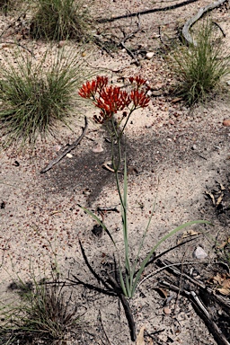 APII jpeg image of Haemodorum coccineum  © contact APII