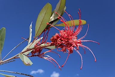 APII jpeg image of Grevillea decora subsp. decora  © contact APII