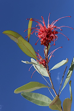 APII jpeg image of Grevillea decora subsp. decora  © contact APII