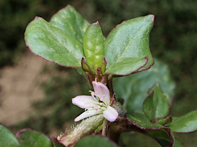 APII jpeg image of Trianthema portulacastrum  © contact APII