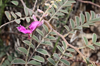 APII jpeg image of Indigofera queenslandica  © contact APII