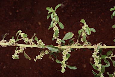 APII jpeg image of Amaranthus cochleitepalus  © contact APII