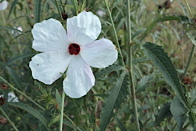 APII jpeg image of Hibiscus meraukensis  © contact APII