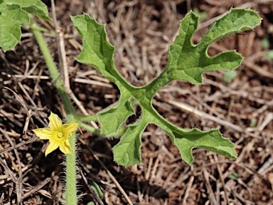 APII jpeg image of Cucumis anguria var. anguria  © contact APII