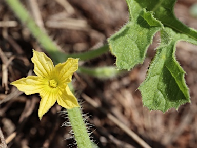 APII jpeg image of Cucumis anguria var. anguria  © contact APII