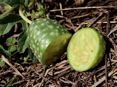 APII jpeg image of Cucumis anguria var. anguria  © contact APII