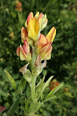 APII jpeg image of Crotalaria goreensis  © contact APII