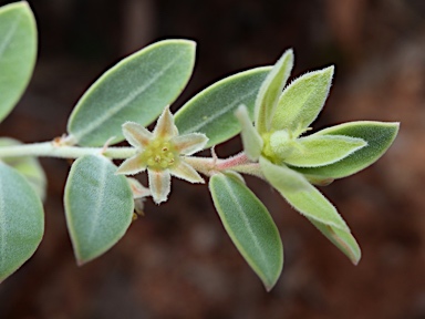 APII jpeg image of Phyllanthus carpentariae  © contact APII