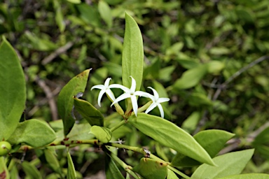 APII jpeg image of Carissa lanceolatum  © contact APII