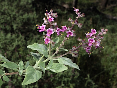 APII jpeg image of Ocimum caryophyllinum  © contact APII