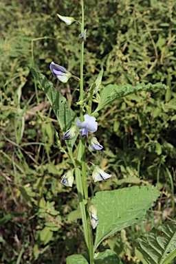 APII jpeg image of Crotalaria verrucosa  © contact APII