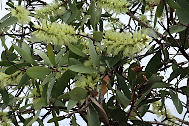 APII jpeg image of Melaleuca quinquenervia  © contact APII