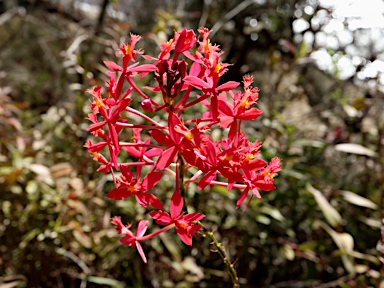 APII jpeg image of Epidendrum elongatum  © contact APII