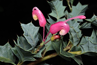 APII jpeg image of Grevillea 'Merinda Gordon'  © contact APII