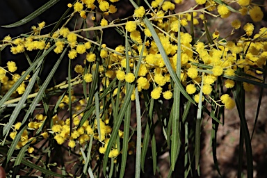 APII jpeg image of Acacia neriifolia  © contact APII