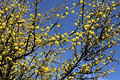 APII jpeg image of Acacia trigonophylla  © contact APII