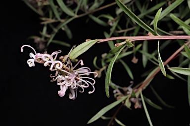 APII jpeg image of Grevillea 'Pink Midget'  © contact APII