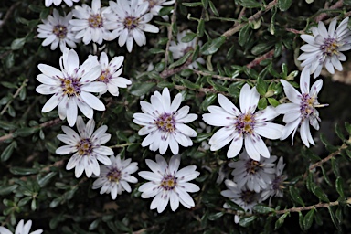 APII jpeg image of Olearia minor  © contact APII