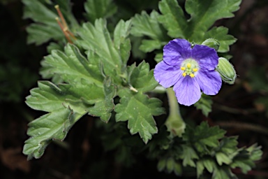 APII jpeg image of Erodium crinitum  © contact APII