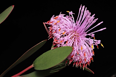 APII jpeg image of Isopogon cuneatus  © contact APII