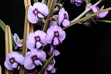 APII jpeg image of Hovea rosmarinifolia  © contact APII