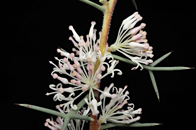 APII jpeg image of Hakea lissocarpha  © contact APII