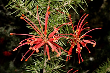 APII jpeg image of Grevillea juniperina subsp. fortis  © contact APII