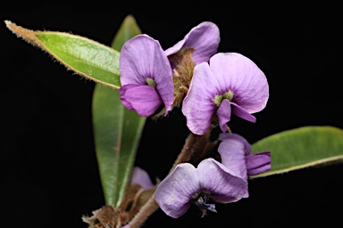 APII jpeg image of Hovea acutifolia  © contact APII