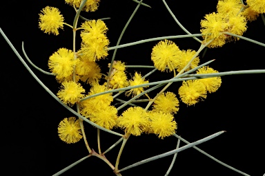 APII jpeg image of Acacia havilandiorum  © contact APII