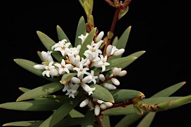 APII jpeg image of Leucopogon affinis  © contact APII