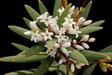 APII jpeg image of Leucopogon affinis  © contact APII