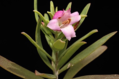 APII jpeg image of Eremophila laanii  © contact APII