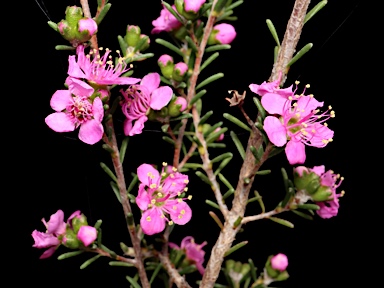 APII jpeg image of Kunzea affinis  © contact APII