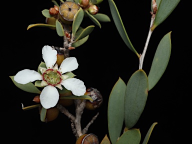 APII jpeg image of Leptospermum coriaceum  © contact APII