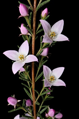 APII jpeg image of Boronia deanei subsp. acutifolia  © contact APII