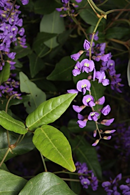 APII jpeg image of Hardenbergia comptoniana  © contact APII