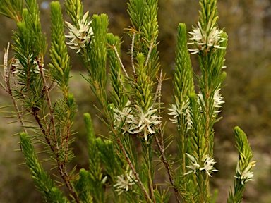 APII jpeg image of Calytrix acutifolia  © contact APII