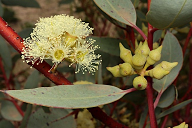 APII jpeg image of Eucalyptus socialis subsp. victoriensis  © contact APII