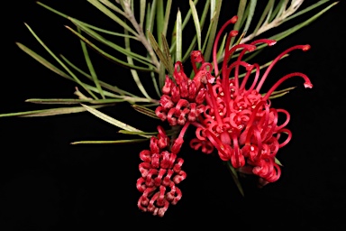 APII jpeg image of Grevillea molyneuxii  © contact APII