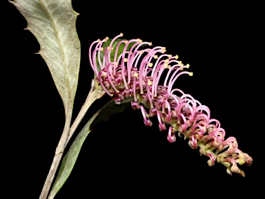 APII jpeg image of Grevillea wilkinsonii  © contact APII