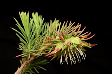 APII jpeg image of Darwinia acerosa  © contact APII