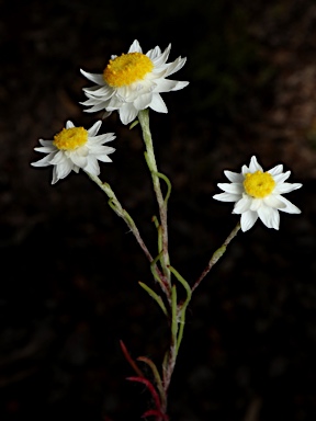 APII jpeg image of Hyalosperma simplex subsp. simplex  © contact APII