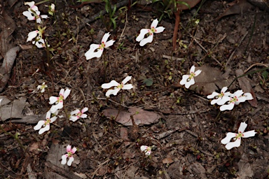 APII jpeg image of Stylidium calcaratum  © contact APII