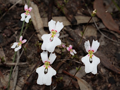 APII jpeg image of Stylidium calcaratum  © contact APII