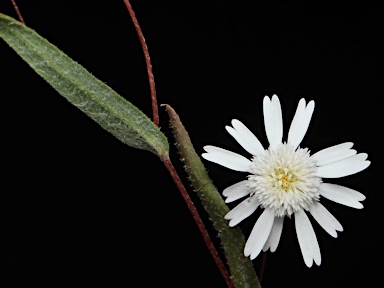 APII jpeg image of Podolepis gracilis  © contact APII