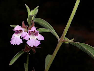 APII jpeg image of Hemigenia incana  © contact APII