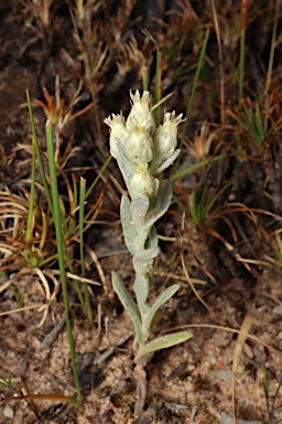 APII jpeg image of Pterochaeta paniculata  © contact APII