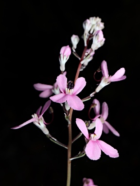 APII jpeg image of Stylidium brunonianum  © contact APII