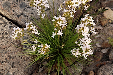 APII jpeg image of Stylidium affine  © contact APII