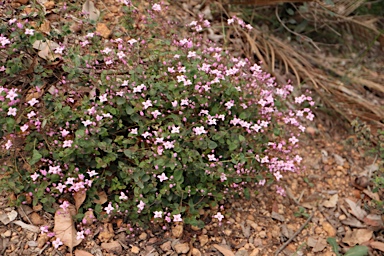 APII jpeg image of Boronia ovata  © contact APII